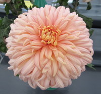John Wingfield Peach